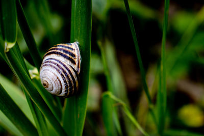 Close-up of snail on plant