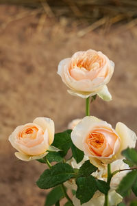 Close-up of rose roses