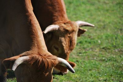 View of a horse on field