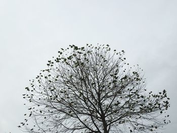 Low angle view of birds perching on bare tree