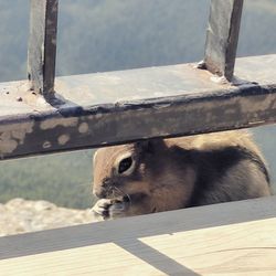 Close-up of squirrel sitting on wood