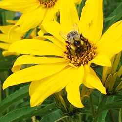 Macro shot of yellow flower blooming outdoors