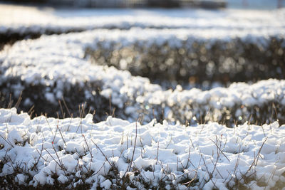 Close-up view. a city hedge covered with snow. the bokeh effect.