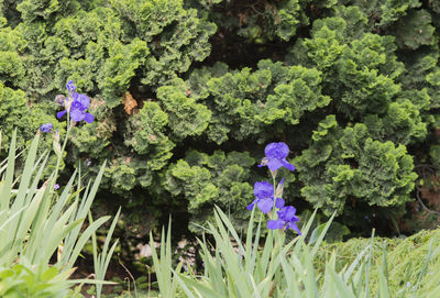 Close-up of purple flowers blooming outdoors