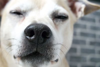 Close-up portrait of dog