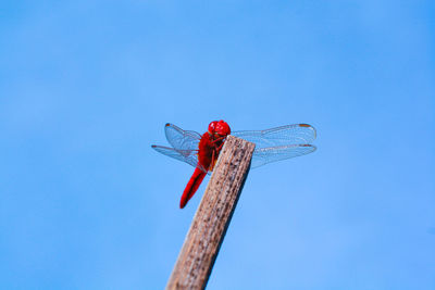 Low angle view of dragonfly