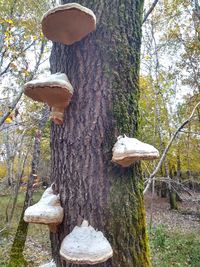 Close-up of mushroom growing in forest
