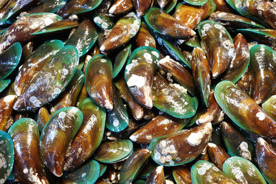 Mussel in the market background