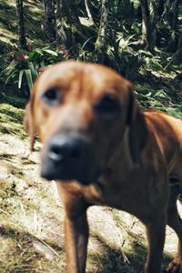 Portrait of dog on field