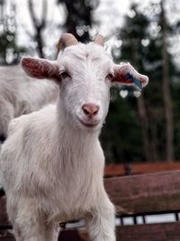 Close-up portrait of goat