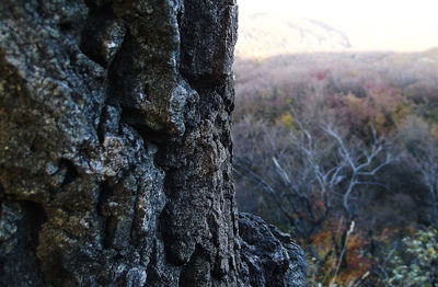 Close-up of lichen on tree trunk