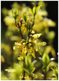 Close-up of yellow flowers blooming outdoors