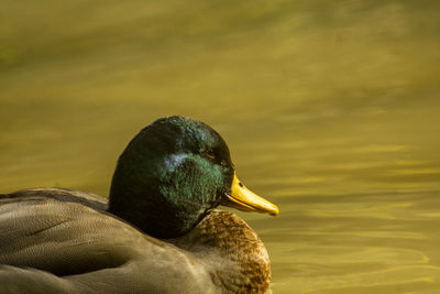 Close-up of a mallard duck