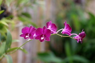 Close-up of pink flowering plant