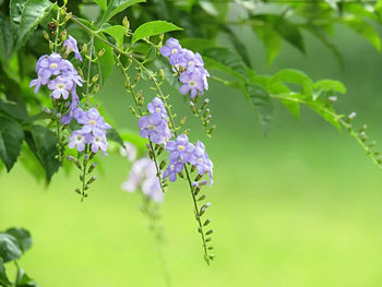 Close-up of purple flowers on branch