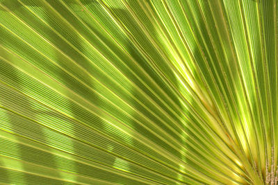 Full frame shot of palm tree leaves