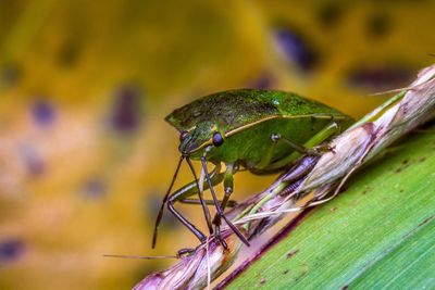 Close-up of insect on leaf