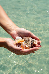 Female hands holding seashells. summer vacations memory.
