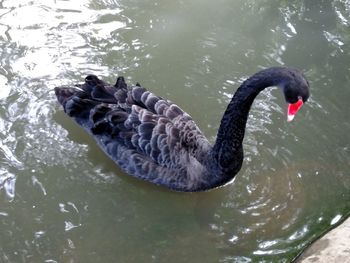 Bird swimming in lake