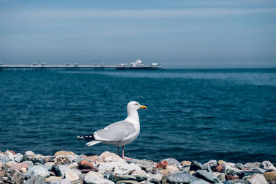 Seagull perching on rock by sea against sky