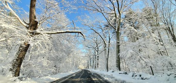 Snow covered plants by bare trees during winter