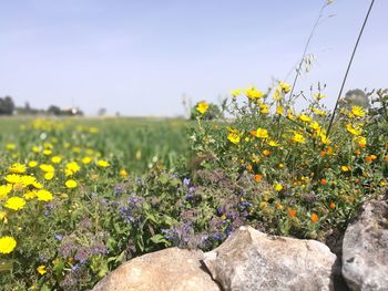 Yellow flowering plants on field against clear sky