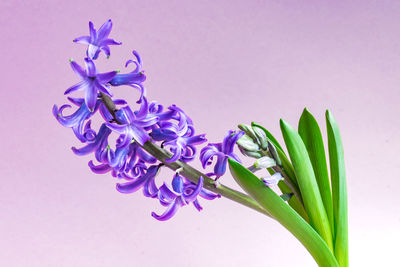 Close-up of purple flowering plant against white background