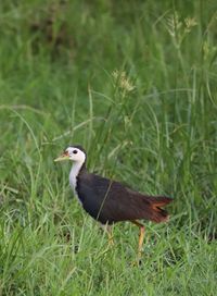 Close-up of a bird on grass