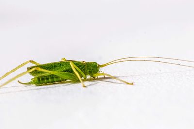 Close-up of insect against white background