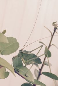 Close-up of green leaves