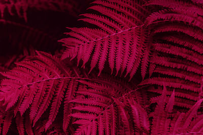 Natural viva magenta colored fern leaves background.