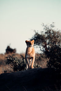 Dog standing on ground