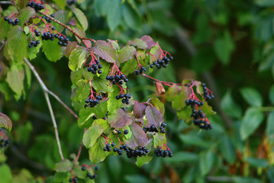 Close-up of berries on plant