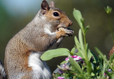 Close-up of squirrel