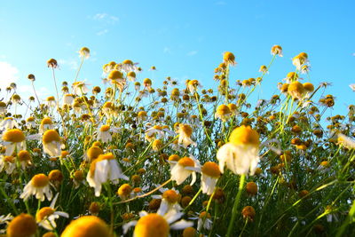 Close-up of yellow flowering plants against sky