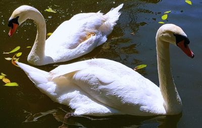 High angle view of swan swimming in lake