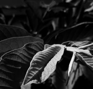 Close-up of leaves on plant