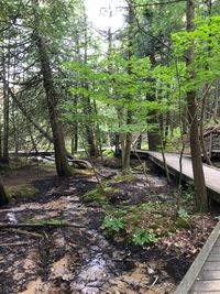 Scenic view of forest