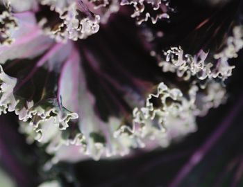 Close-up of water drops on purple flowers