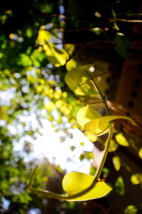 Close-up of yellow flowering plant