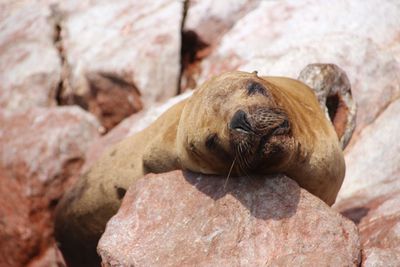 Close-up of sea lion