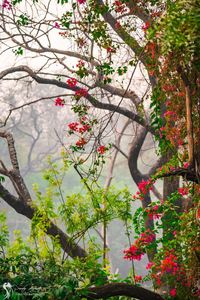 Low angle view of flowering plant against trees