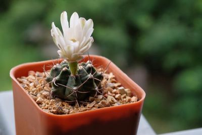 Close-up of small potted plant