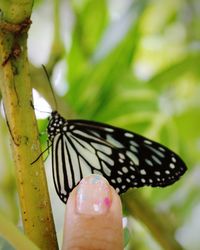 Close-up of butterfly on hand