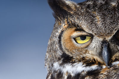 Close-up portrait of owl against clear sky