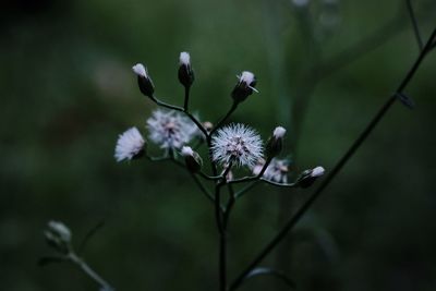 Close-up of flowers growing outdoors