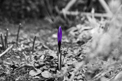 Close-up of flowers blooming in field