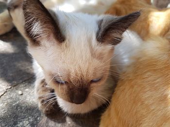 Close-up of cat with eyes closed