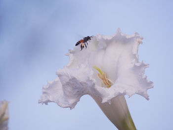 Close-up of insect on flower