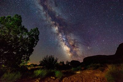 Low angle view of trees against star field at night